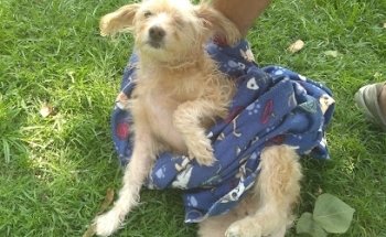 HOME PUPPIES Manuel Gamio