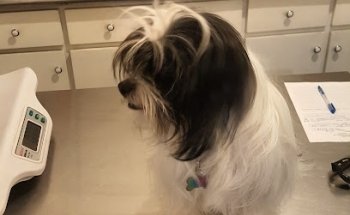 Veterinary Las Torres