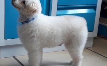 Tienda de Mascotas y Estética Canina 