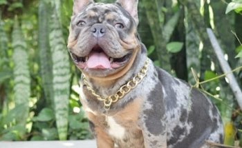 VETERINARY THE CASTLE