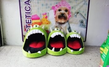 Veterinaria y estetica canina Pet's City