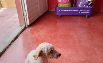 Clínica veterinaria Mundo Pet