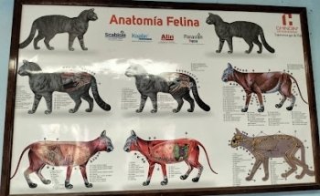 Veterinaria Animal Paradisse