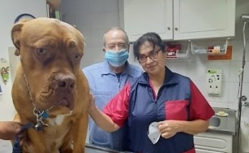 CLINICA VETERINARIA AMIGOS