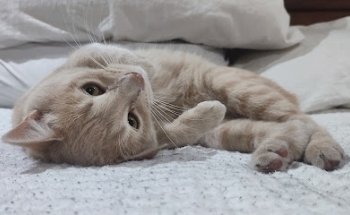 VETERINARIA HOSPITAL SAN RAFAEL