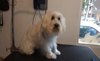 Clínica Veterinaria y Estética Canina Dr Ricardo Macias