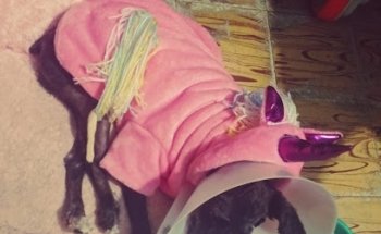 Medico veterinario malix