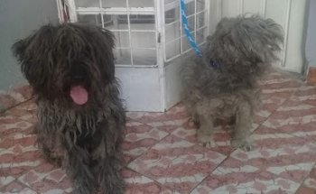 Cuidados de Tu Pequeño Amigo