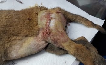 Veterinaria La Pulga