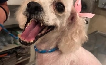 Clínica Veterinaria