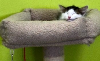 Sumano Animal Hospital Almanara