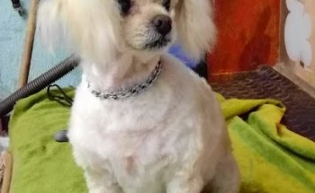 Farmacia Veterinaria MundoG