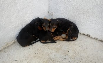 Veterinaria Santos Cachorros