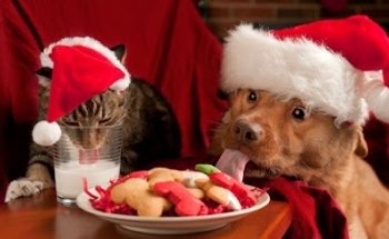 Veterinaria y Pet Shop 