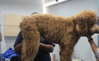 Pet Center Centro Médico Veterinario