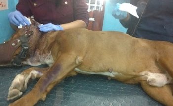 Veterinaria El Pasaje