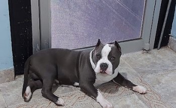 Veterinaria América Pet