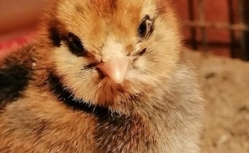 Centro de incubación San Cristóbal