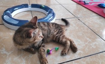 Clinipets Lindavista