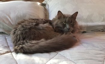 Clínica veterinaria El Sabueso