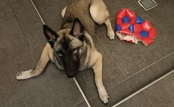 Hospital Veterinario Pets smart