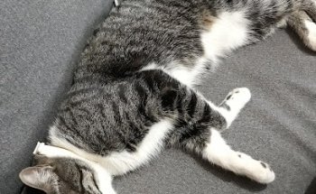 Veterinaria Miau Miau