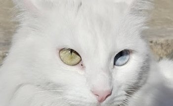 Veterinaria SAN MIGUEL