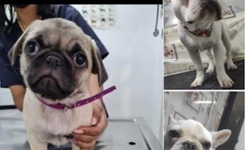 Clinica veterinaria Yampets