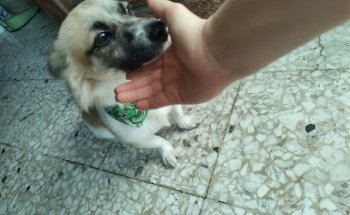 Clínica Veterinaria Enrique