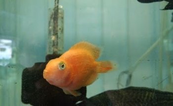 Veterinaria y Acuario LAGO