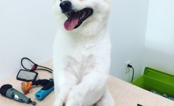 PET SET Plaza Santa Fé (Irapuato)