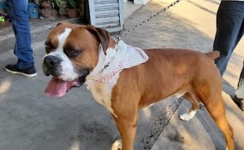 Estética Canina Snoopy