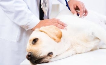 KANNEZ - Clínica Veterinaria Morelia