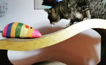 Centro Médico Veterinario Katze