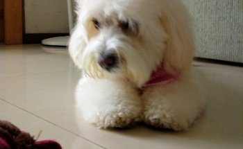 Hospital Veterinario en Monterrey