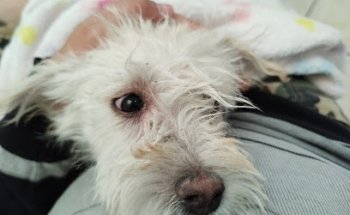 SpaTuCan - Clínica Veterinaria