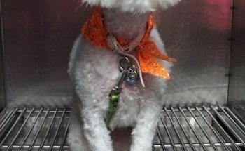 Servicios Médicos Veterinarios Cara de Perro