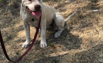 CEVET Acueducto La Escalera