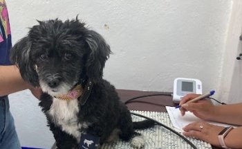 CLÍNICA VETERINARIA CUAUHTLI