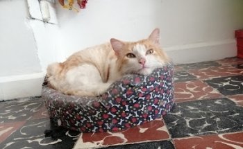 Farmacia Veterinaria La Guadalupana