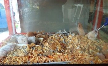 Farmacia Veterinaria Castro