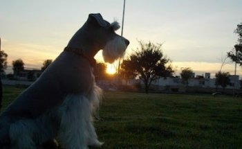 Estetica veterinaria Can Inn