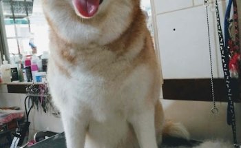 Jardines Pet Center Hotel y guardería Canina y felina, veterinaria y estética canina