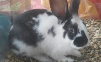 Mascotas y Acuario Angel