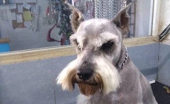 Veterinaria Animalia