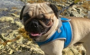 Consultorio veterinario GuzVet