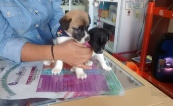 Veterinaria Rusti.Co