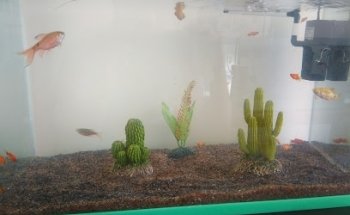 AMAZONAS mascotas exóticas y acuario