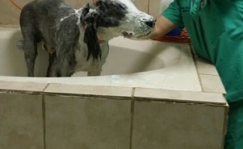 Veterinaria Y Estetica Canina SHOWER PET