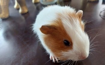 Veterinaria la Potranca